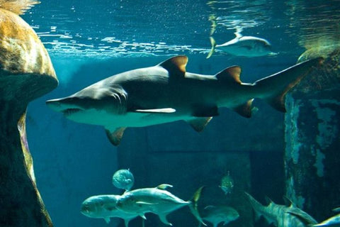SEA LIFE London Aquarium